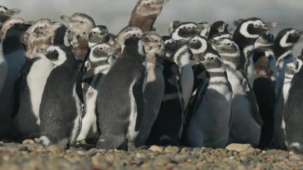 Pingüinos Acurrucados Los Vientos Patagonia — Vídeo de stock