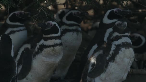 Mała Grupa Pingwinów Chowa Się Pod Krzakami — Wideo stockowe
