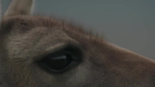 Närbild Guanacos Öga — Stockvideo