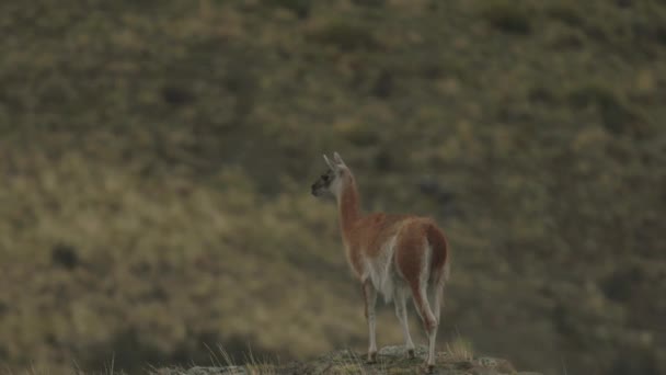 Guanaco Güney Amerika Bakmaktan Vazgeçti — Stok video