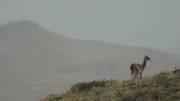 Guanaco Pie Una Colina Con Paisaje Distancia — Vídeos de Stock