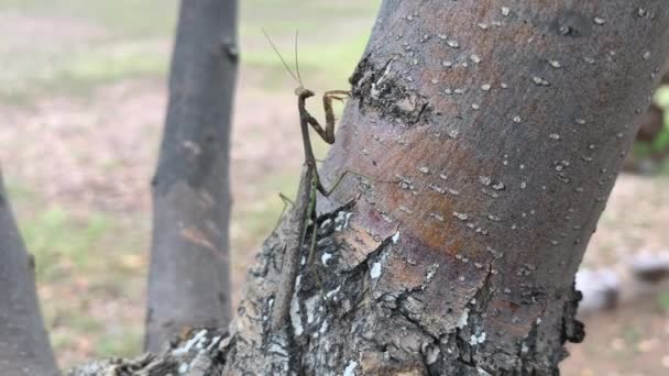 Mantide Religiosa Sul Tronco Albero — Video Stock