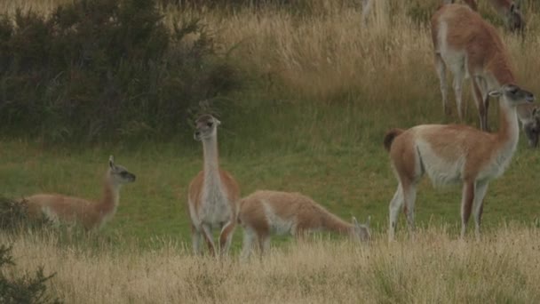 Guanaco Besättning Nära Torres Del Paine — Stockvideo