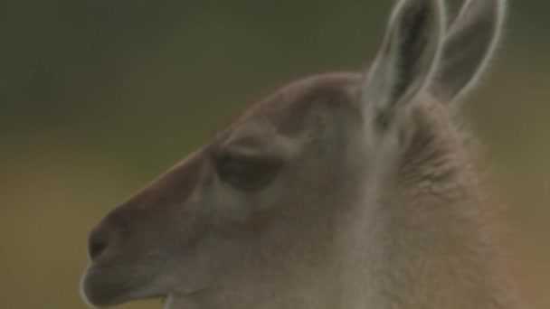 Guanaco Mastica Erba Cile — Video Stock