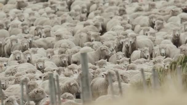 Manada Ovejas Merino Siendo Pastoreadas Por Perro — Vídeos de Stock