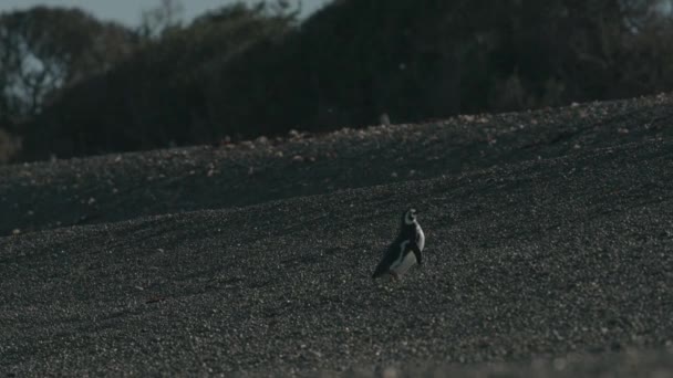 Pingüino Solitario Camina Por Una Playa Rocosa Patagonia — Vídeos de Stock