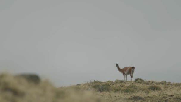 Guanacos Olha Para Trás Uma Distância — Vídeo de Stock