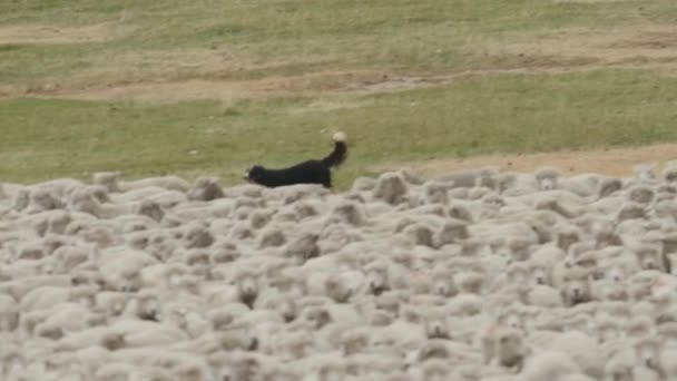 Cão Pastor Duro Merino Sheep — Vídeo de Stock