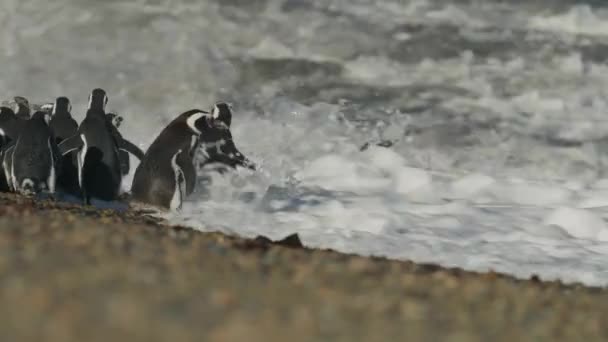Los Pingüinos Amontonan Playa Corren Océano Para Nadar — Vídeos de Stock