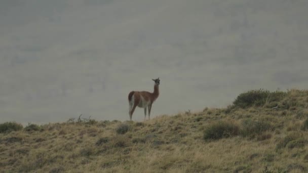 Guanaco Camina Por Cima Una Colina — Vídeos de Stock