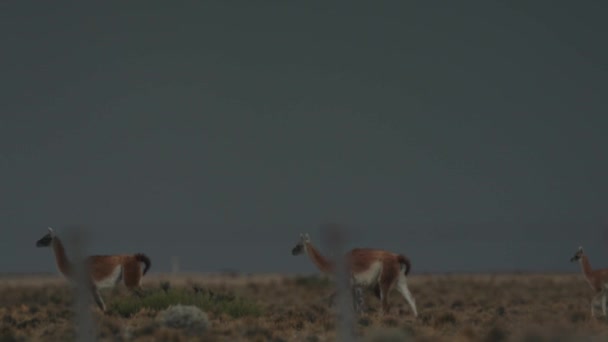 Guanaco Walking Wind Farm Patagoniawith Thunder Storm Approaching — Stock Video