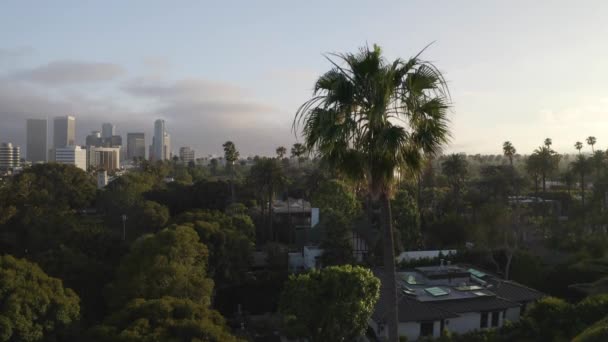 Maravillosa Toma Aérea Palmera Con Edificios Beverly Hills Horizonte Durante — Vídeos de Stock
