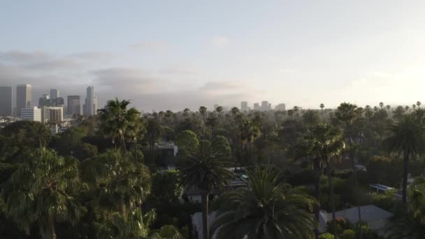 Wonderful Aerial View Palm Trees City Beverly Hills City Buildings — Stock Video