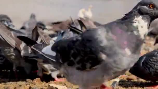 Gołębie Karmiące Nie Brzeg Rzeki — Wideo stockowe
