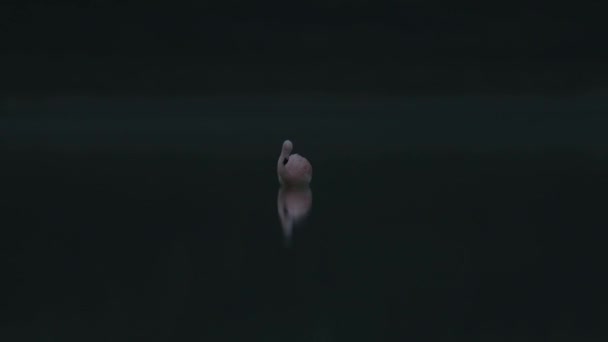Flamingo Staat Alleen Voor Dompelt Het Water — Stockvideo