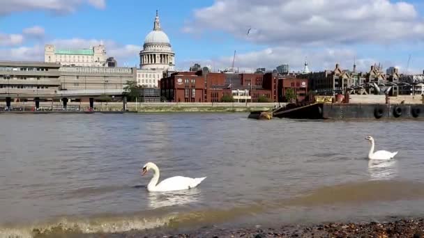 Cisnes Río Támesis Pauls Detrás — Vídeos de Stock