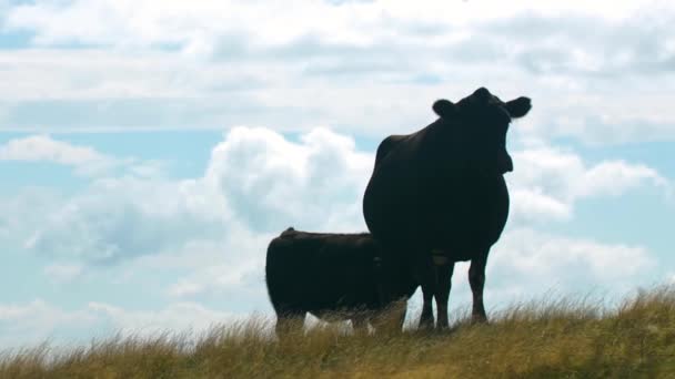 Une Vache Angus Noire Nourrit Son Veau Dans Belle Campagne — Video