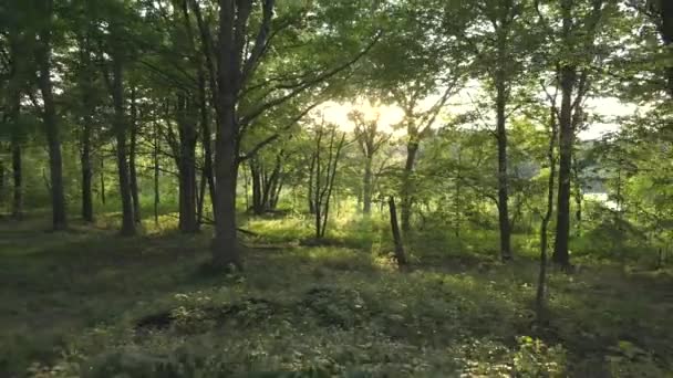 Солнце Время Времени Проглядывает Сквозь Богатую Растительность Создавая Солнечные Вспышки — стоковое видео
