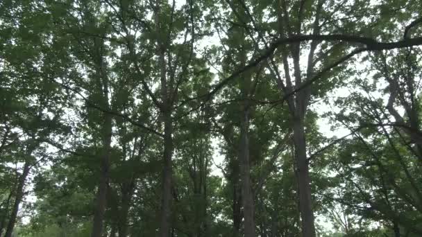 在一片绿树成荫的森林里 一棵高大的树朝着高处缓缓地向前移动 夕阳西下 透过茂密的树叶 天空清晰可见 — 图库视频影像