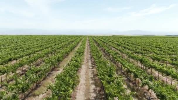 Rising Forward Moving Aerial Vast Vineyard Bright Sunny Afternoon California — Stock Video