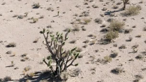 Eine Niedrig Gelegene Antenne Über Kakteen Und Sträuchern Der Mojave — Stockvideo