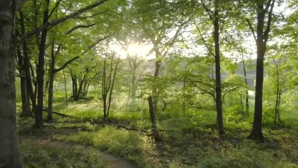 ゆっくりと進む夕日の間に厚い森の中の木々や葉の間に空中撮影 枝を通して時折太陽のフレアと非常に豊かな緑の色 — ストック動画