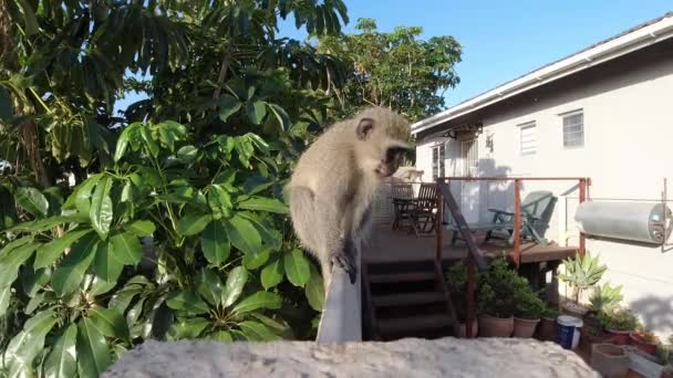 Curioso Wild Grey Vervet Monkey África Sul Comendo Olhando Para — Vídeo de Stock