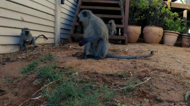 南アフリカの住宅街で空腹の野生の灰色のベルベットのサルを見て — ストック動画