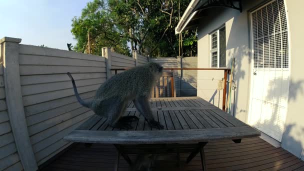 Macacos Vervet Wild Grey Famintos Comendo Comida Uma Mesa Externa — Vídeo de Stock