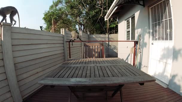 Hungry Wild Grey Vervet Singes Mangeant Nourriture Sur Une Table — Video