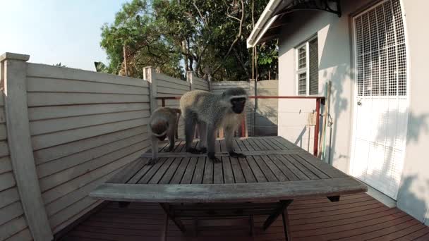 在南非的一个居民区 饥饿的野生灰绒猴子在外面的桌子上吃着食物 — 图库视频影像