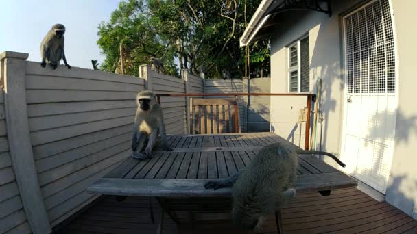 Hongerige Wild Grey Vervet Apen Eten Voedsel Een Buitentafel Een — Stockvideo