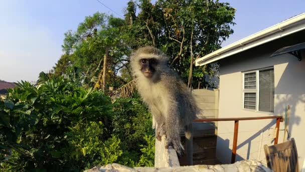 壁に座っている南アフリカの野生の灰色のベルベットの猿は その後飛び立ちます — ストック動画