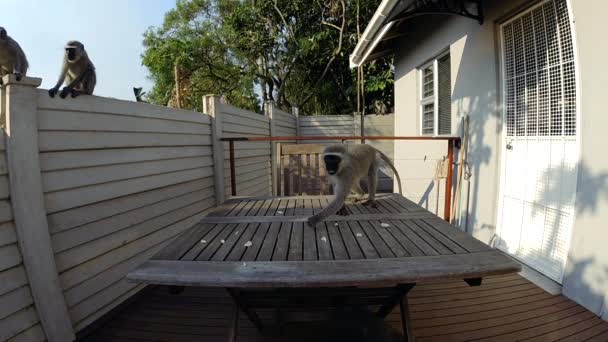 Hungry Wild Grey Vervet Monkeys Eating Food Table Residential Area — Stock Video