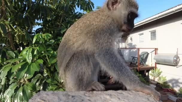 来自南非的好奇的野生灰绒猴一边吃一边看着摄像机 然后跳了起来 — 图库视频影像