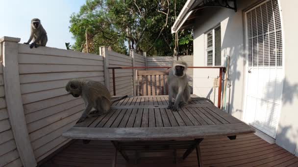 Hongerige Wild Grey Vervet Apen Eten Voedsel Een Buitentafel Een — Stockvideo