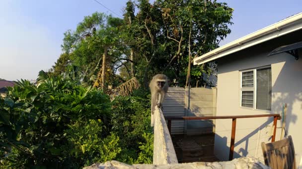 壁に沿って実行されている南アフリカの野生の灰色のベルベットの猿は その後 カメラを見て — ストック動画