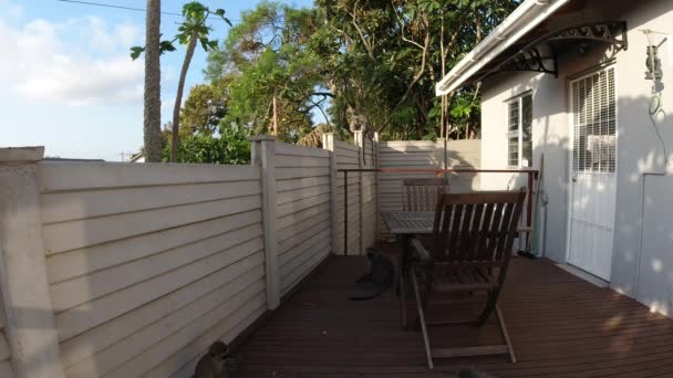 Hungry Wild Grey Vervet Singes Mangeant Nourriture Sur Une Table — Video