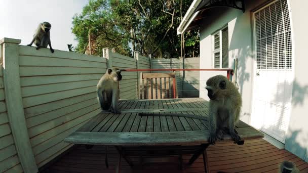 Hungry Wild Grey Vervet Singes Mangeant Nourriture Sur Une Table — Video