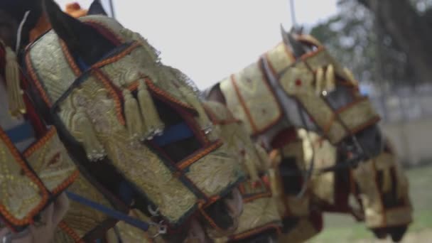 Διακοσμημένα Άλογα Durbar Μεσαία Κοντά — Αρχείο Βίντεο