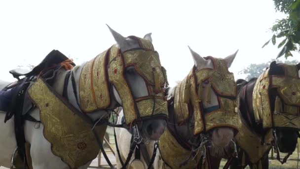 Drei Pferde Stehen Zusammen Für Durbar — Stockvideo