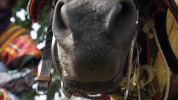 Extreme Close Mouth Nose Horse Цветном Фоне — стоковое видео