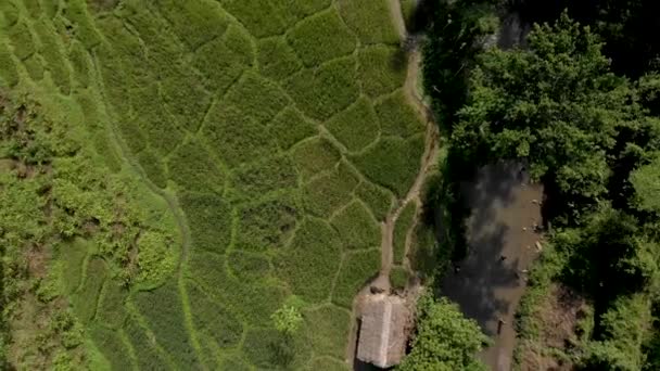 Aerial Top Crane Záběr Pole Vesnici Mon Nagaland Vesnice Která — Stock video