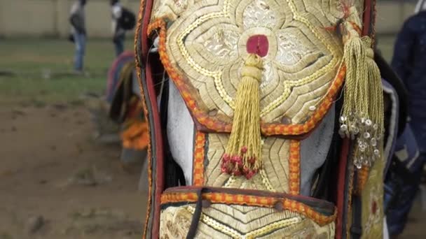 Head Horse Decorated Durbar Close — Stock Video