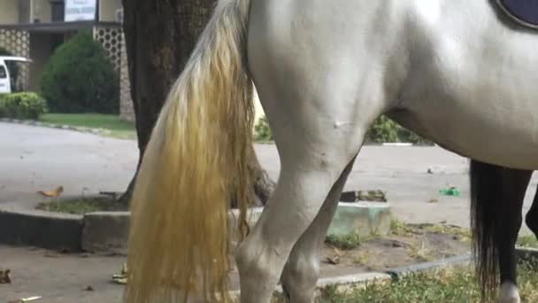 Cauda Wagging Cavalo Branco Tiro Médio — Vídeo de Stock