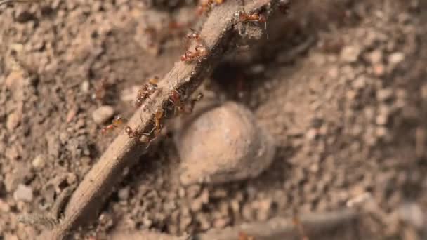 Kleine Oranje Mieren Lopen Snel Een Stok Macro Shot — Stockvideo