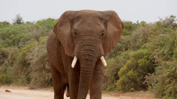 Mouvement Lent Grand Taureau Éléphant Afrique Marche Sur Chemin Terre — Video