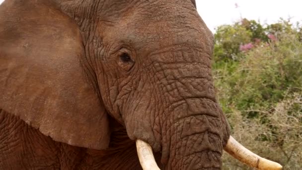 Mouvement Lent Profil Latéral Rapproché Éléphant Afrique Mâle Poussiéreux Brun — Video