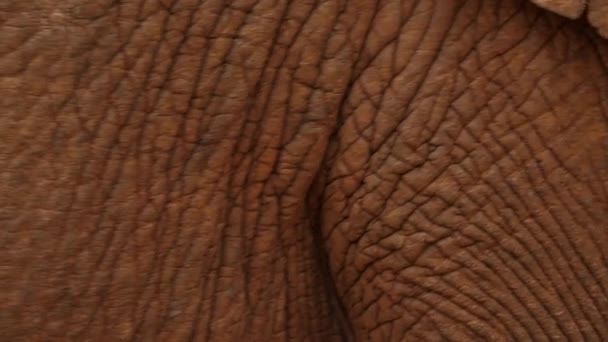 Slow Motion Close Huiddetail Van Bruine Afrikaanse Olifant Loopt Langs — Stockvideo