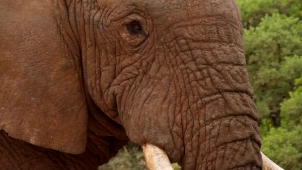 Hoofd Van Bruine Afrikaanse Olifant Stier Close Detail Van Oranje — Stockvideo